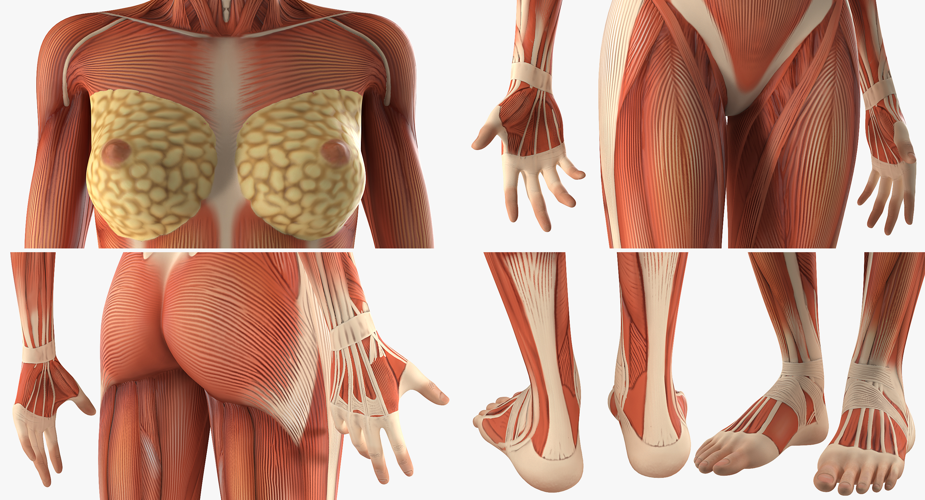 3D model Anatomy Female Muscular System