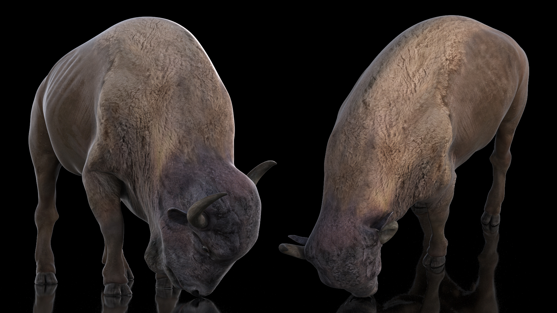 3D model American Bison Rigged for Cinema 4D