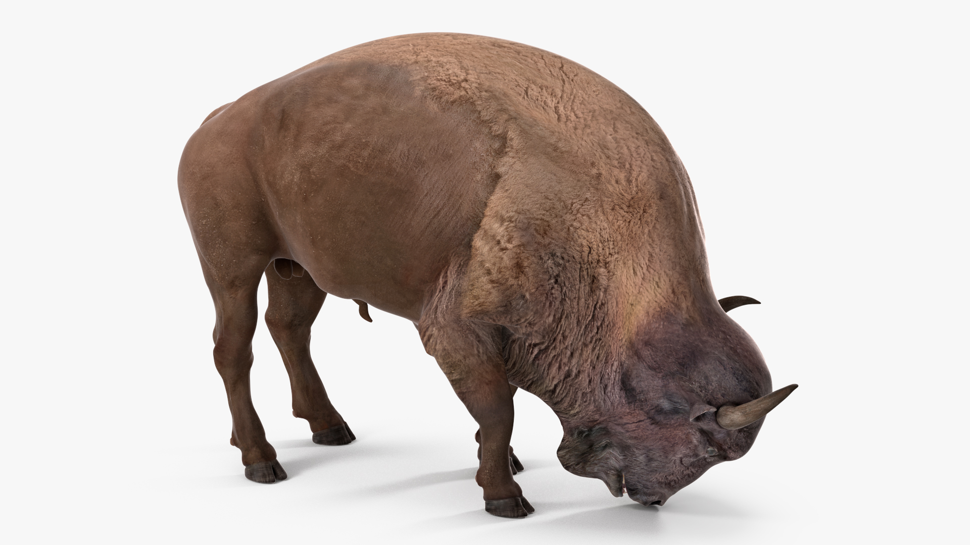 3D American Bison Rigged