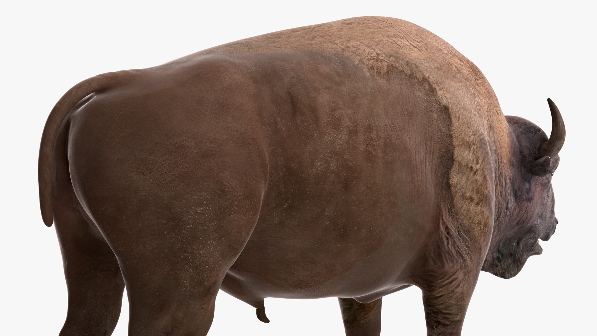 3D model American Bison Rigged for Cinema 4D