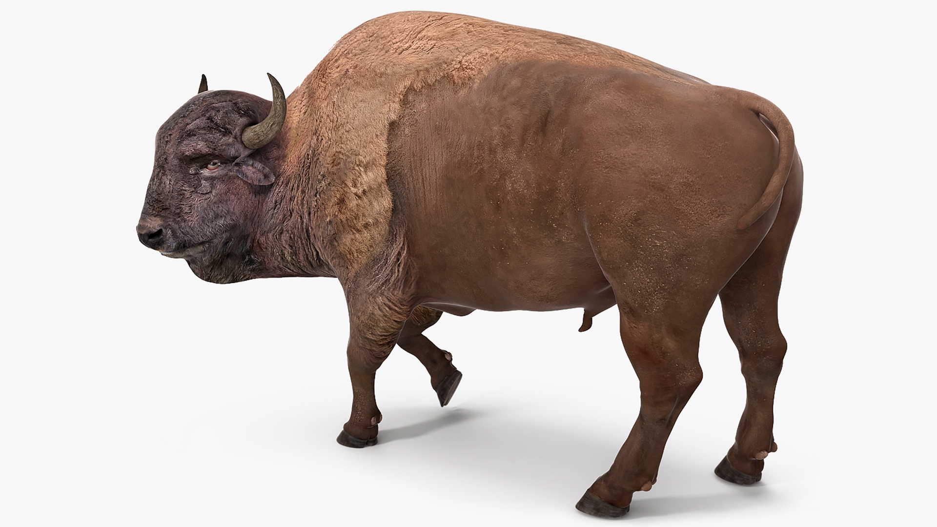 3D American Bison Rigged