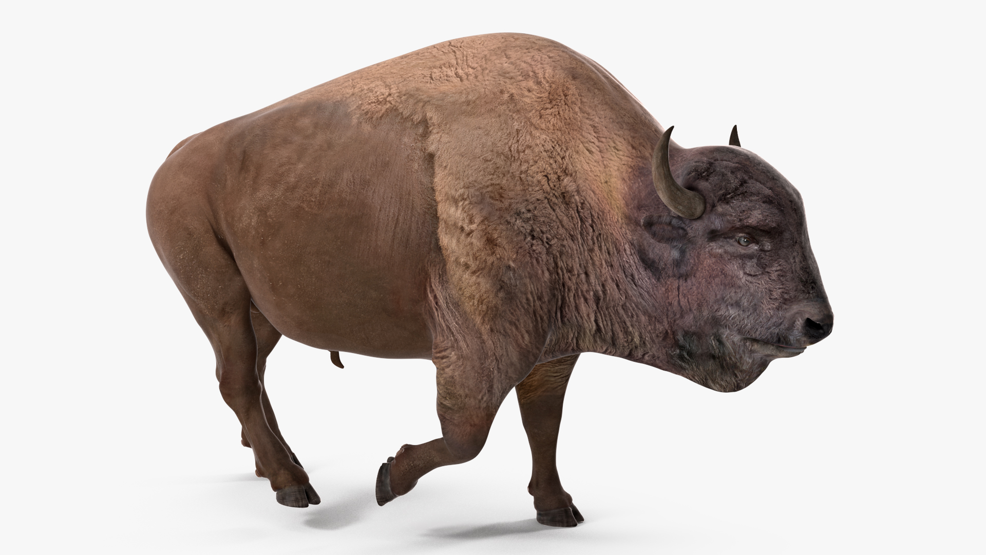 3D American Bison Rigged