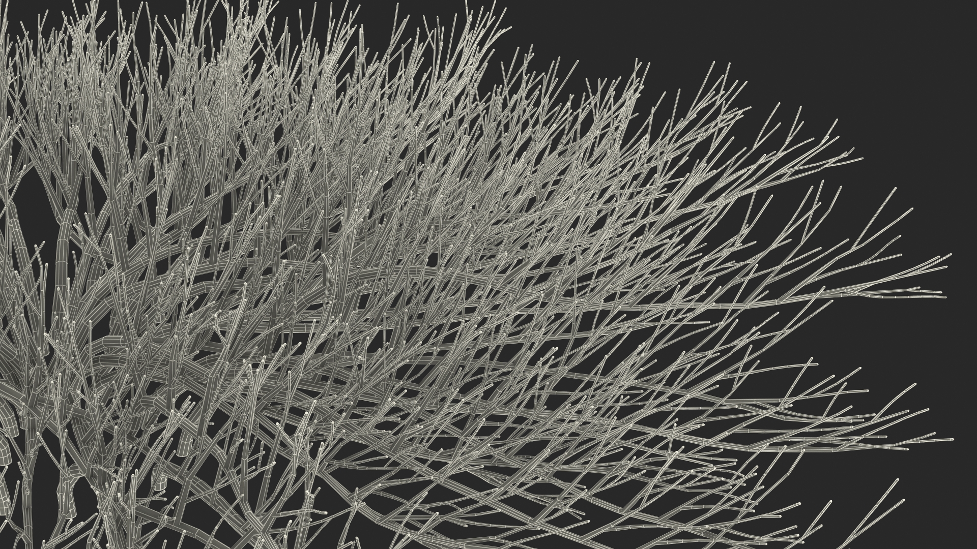 Horizontal Conifer Shrub 3D model