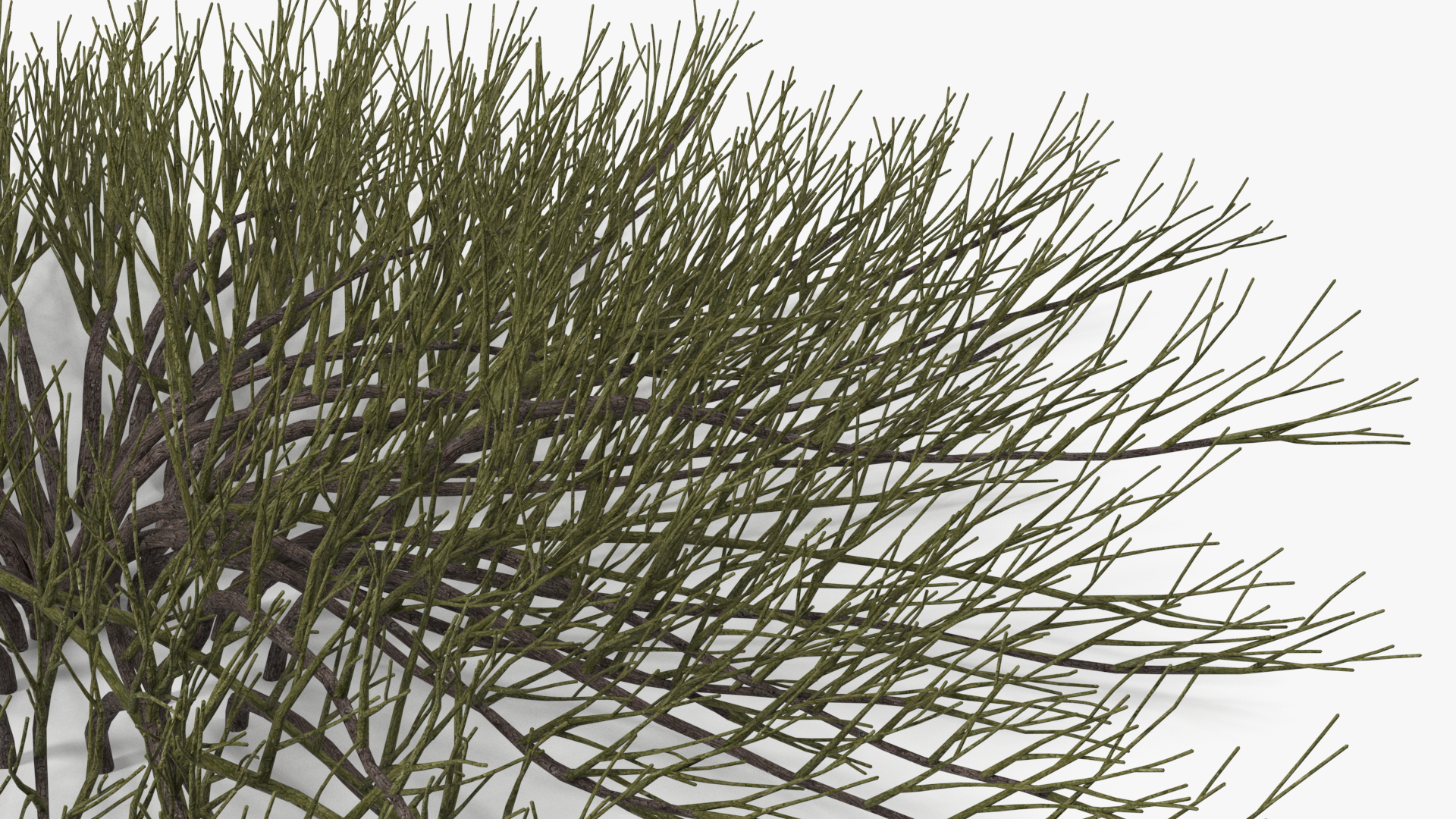 Horizontal Conifer Shrub 3D model