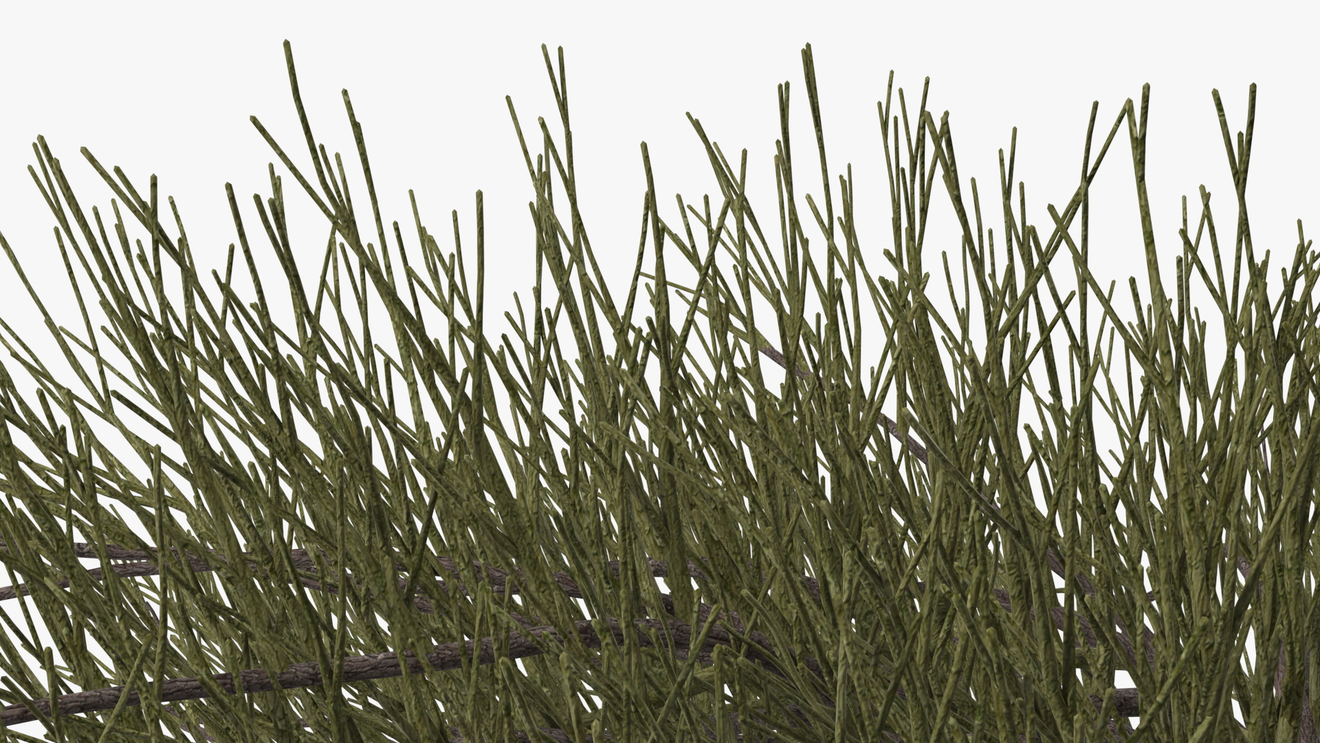 Horizontal Conifer Shrub 3D model