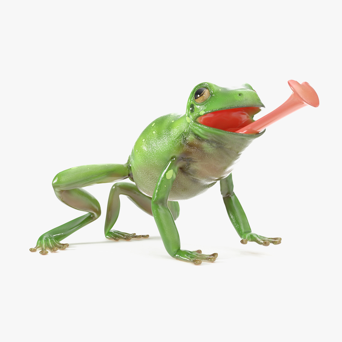 Realistic Australian Green Frog Rigged for Maya 3D