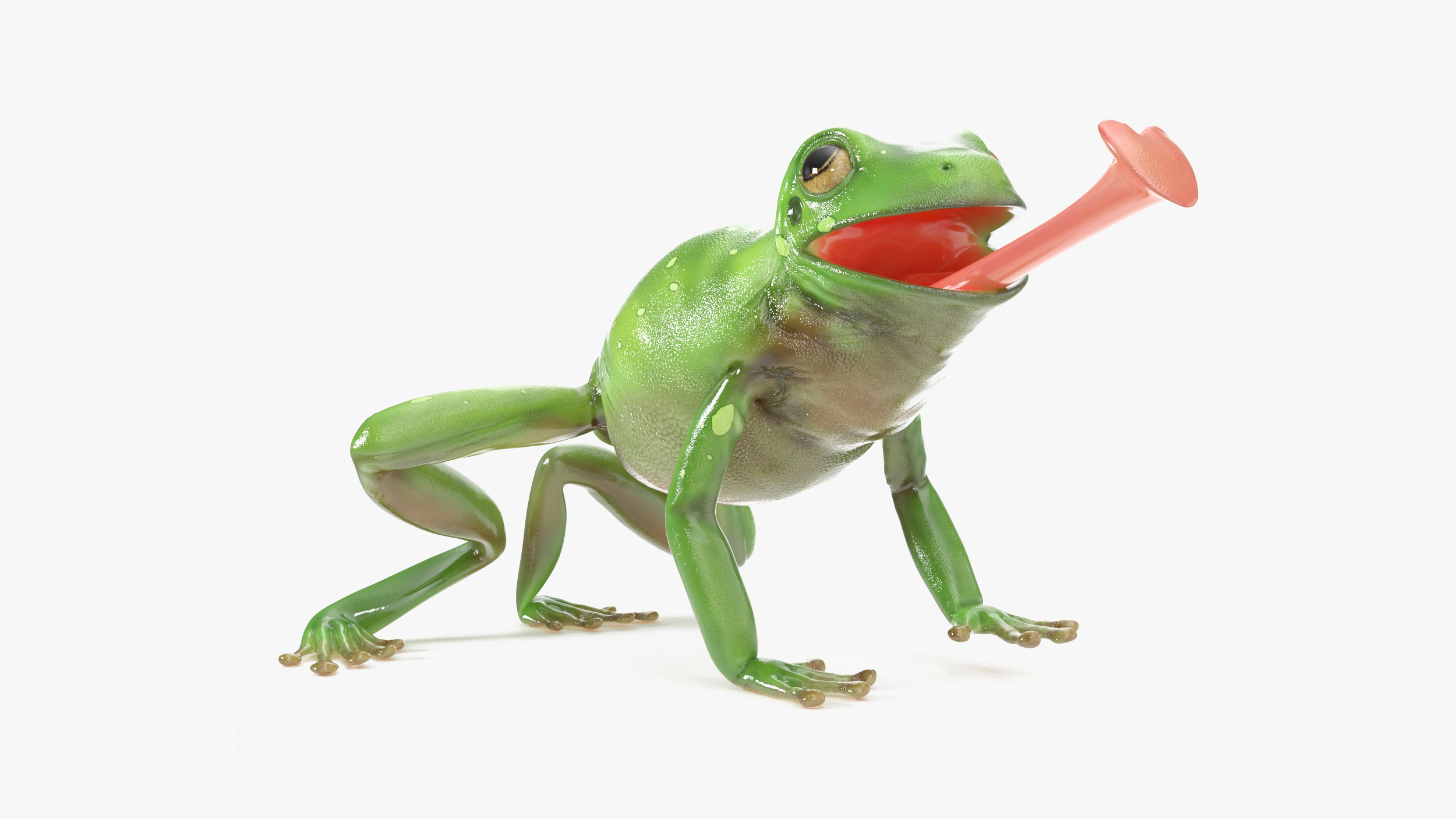 Realistic Australian Green Frog Rigged for Maya 3D