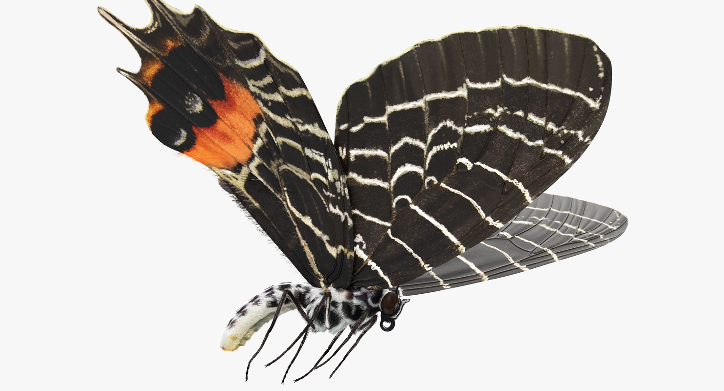 Bhutanitis Lidderdalii or Bhutan Glory Butterfly with Fur 3D