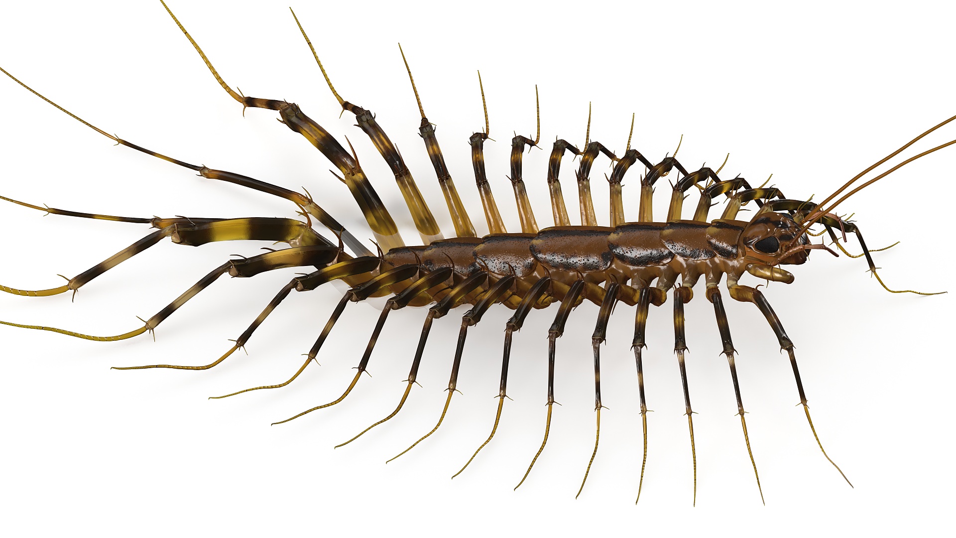 3D House Centipede Fur Rigged