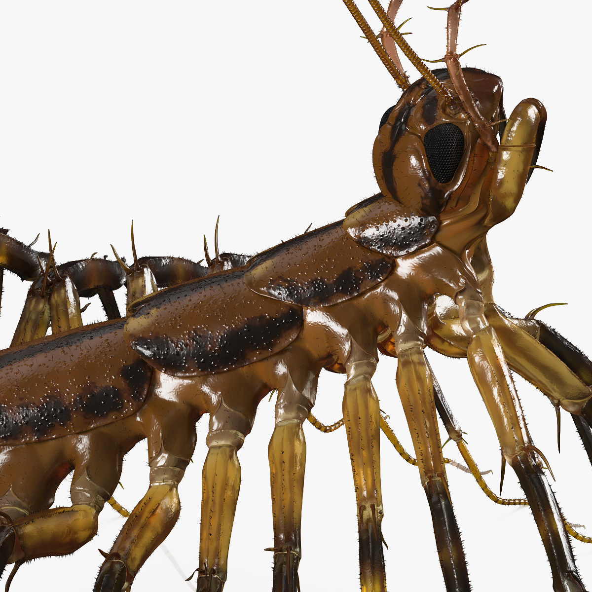 3D House Centipede Fur Rigged