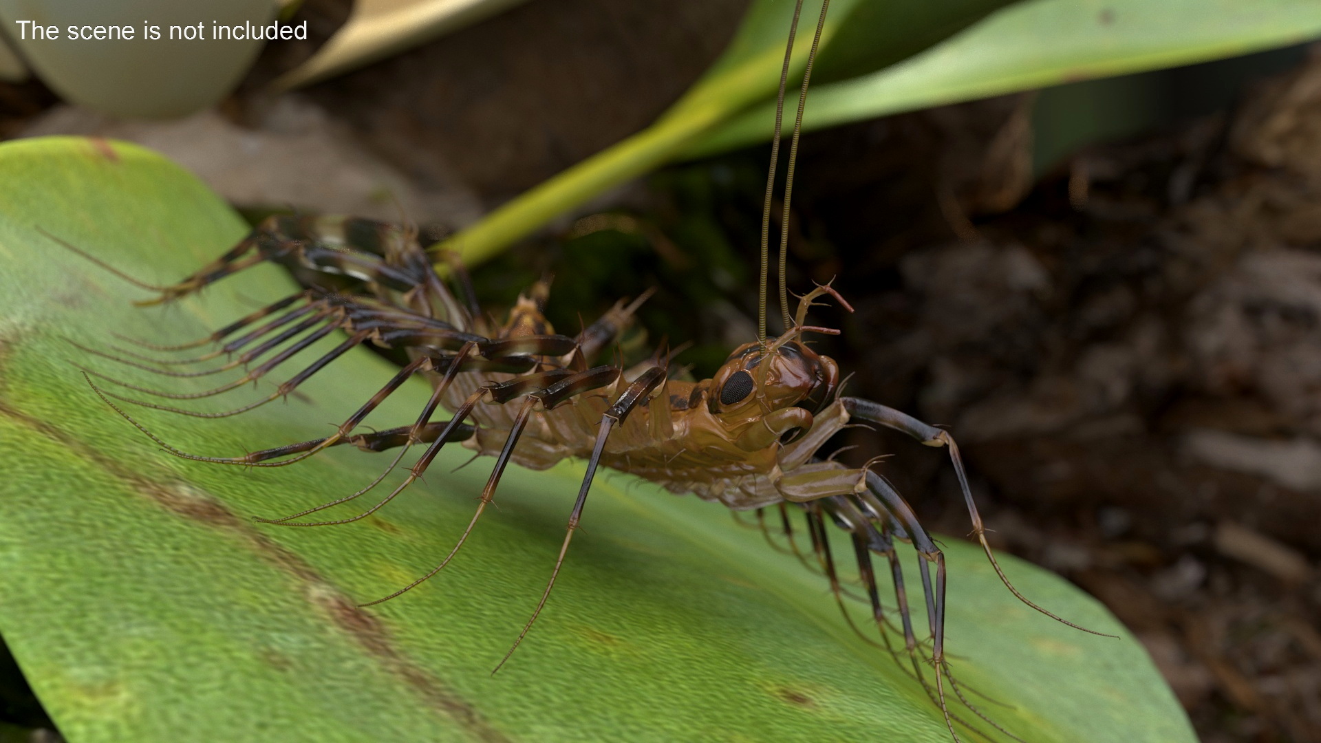 3D House Centipede Fur Rigged