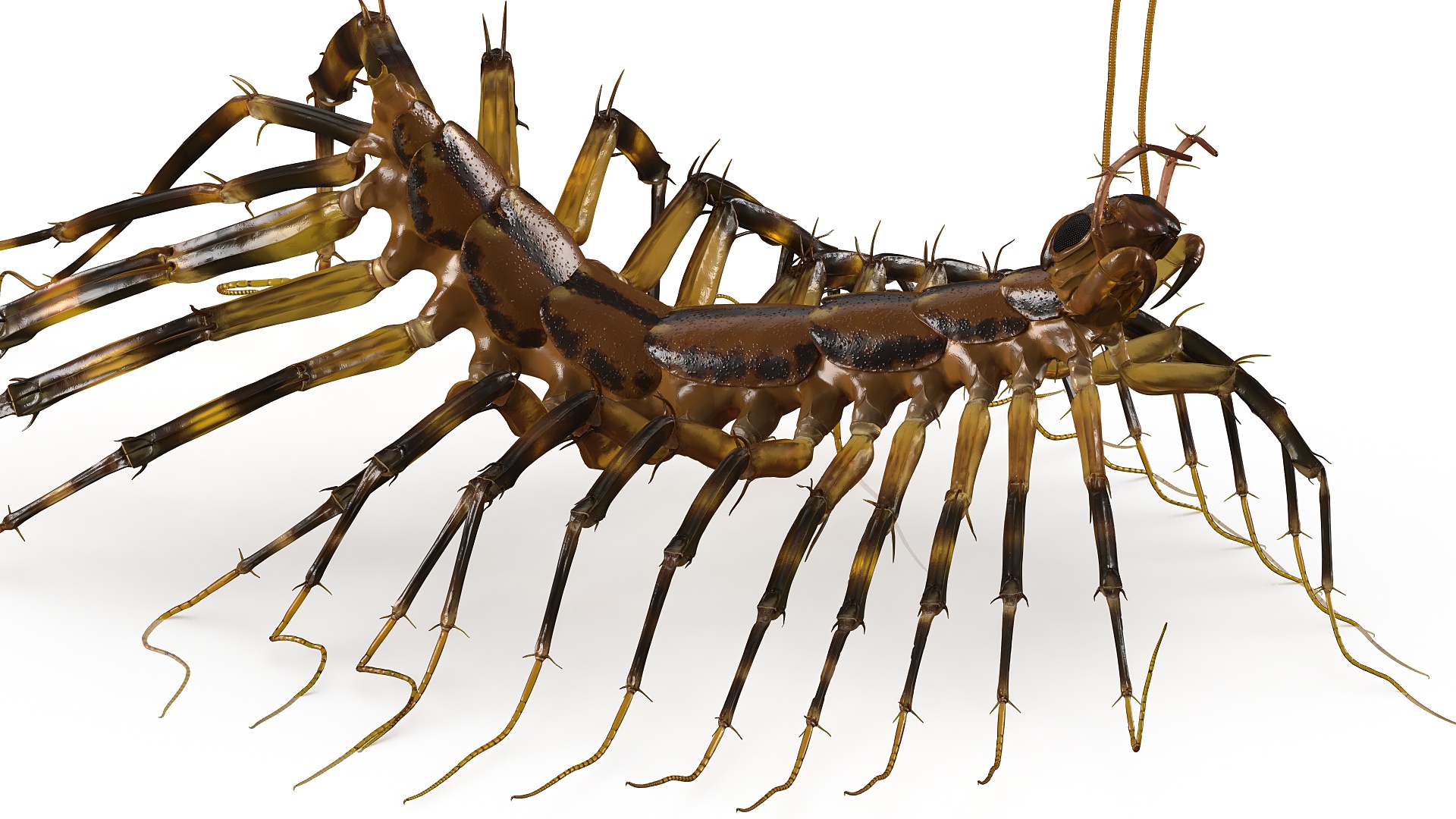 3D House Centipede Fur Rigged