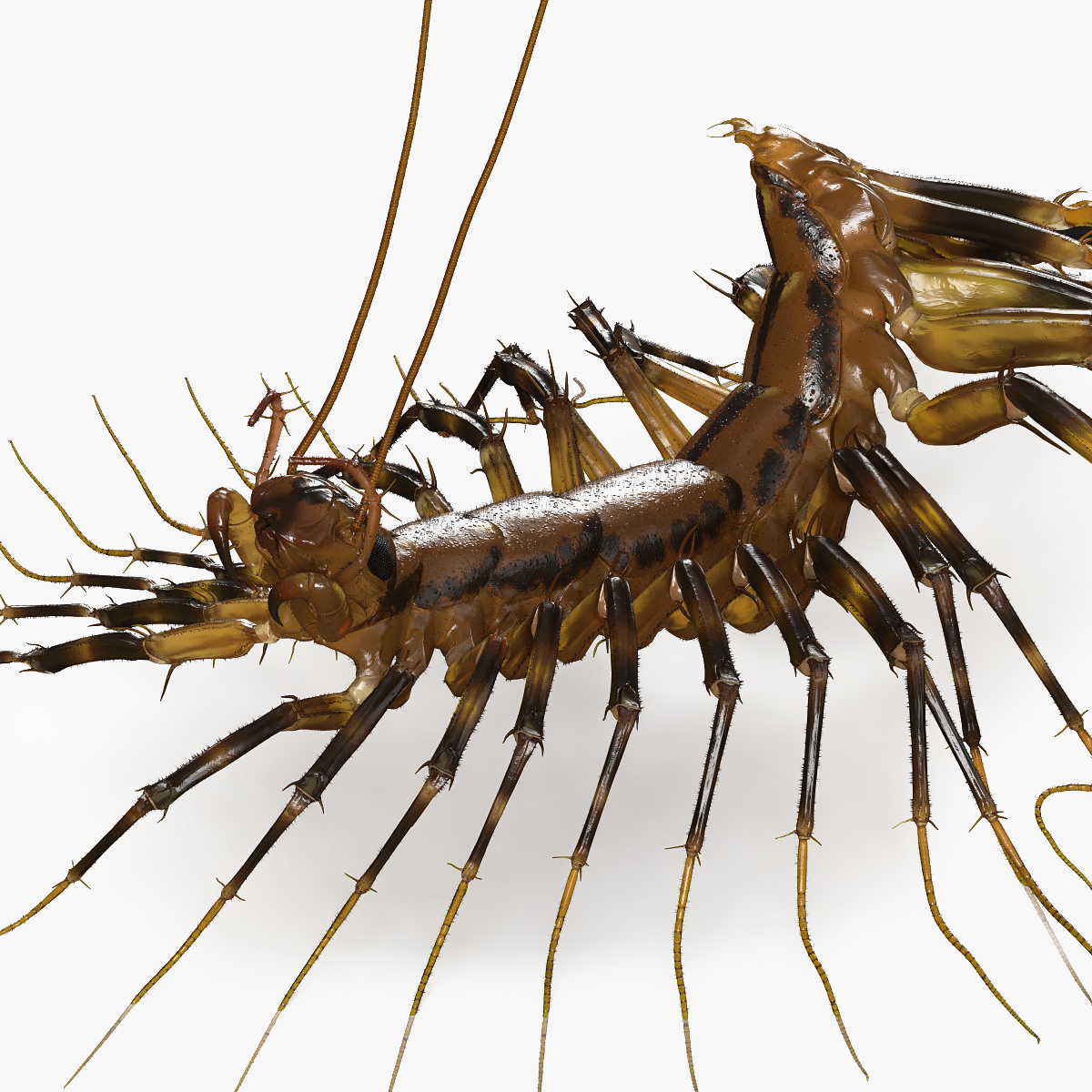 3D House Centipede Fur Rigged