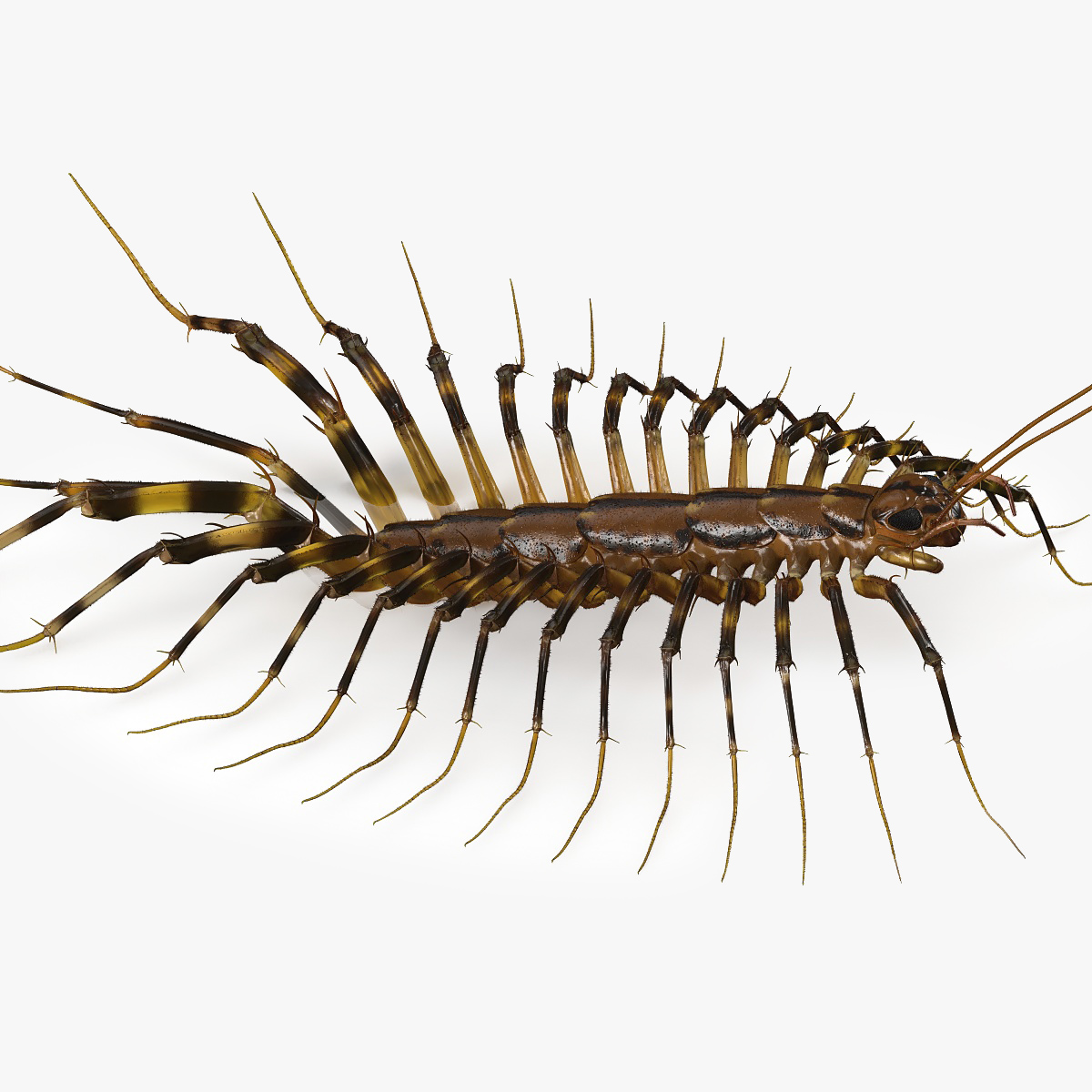 3D House Centipede Fur Rigged