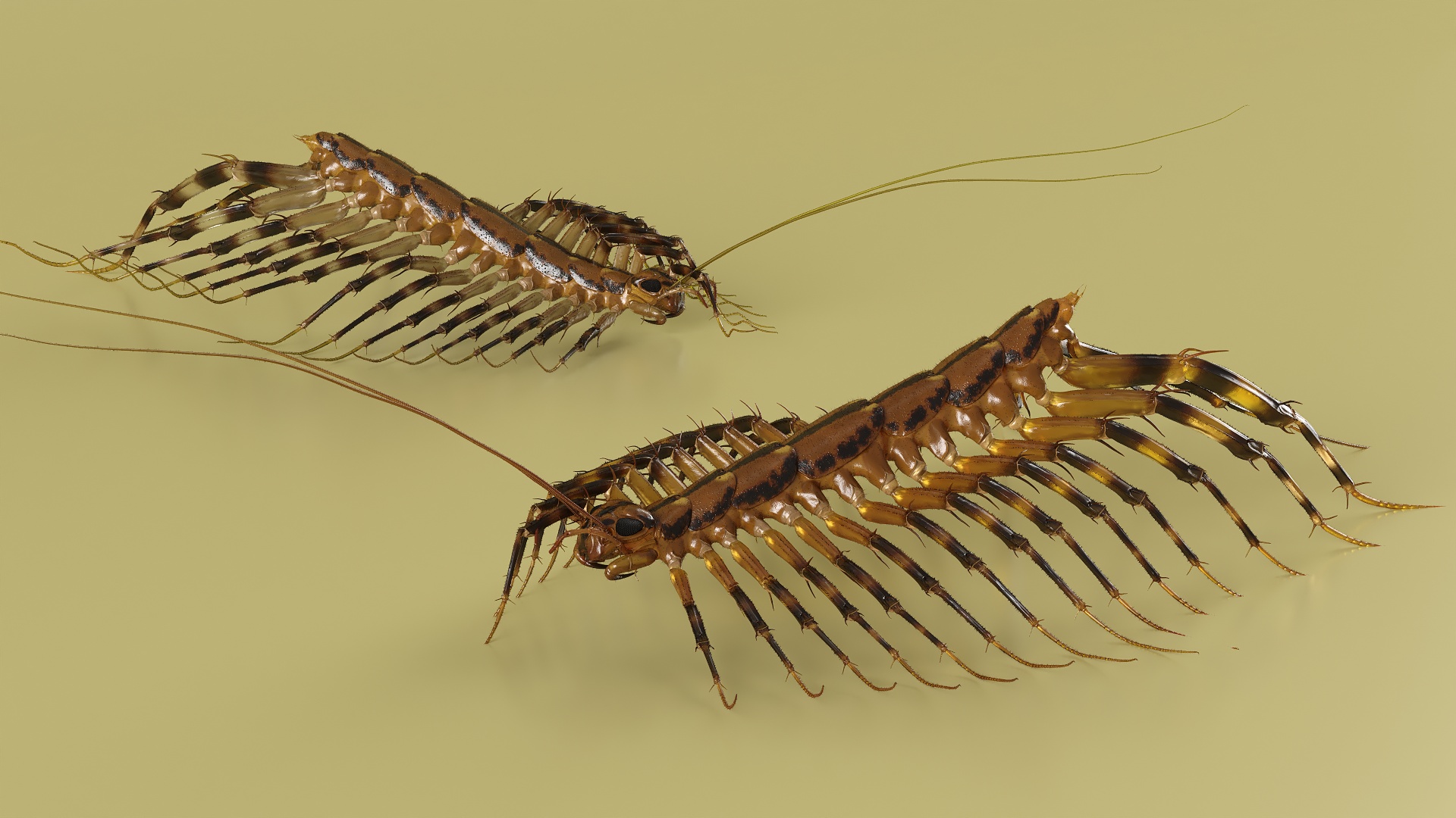 3D House Centipede Fur Rigged