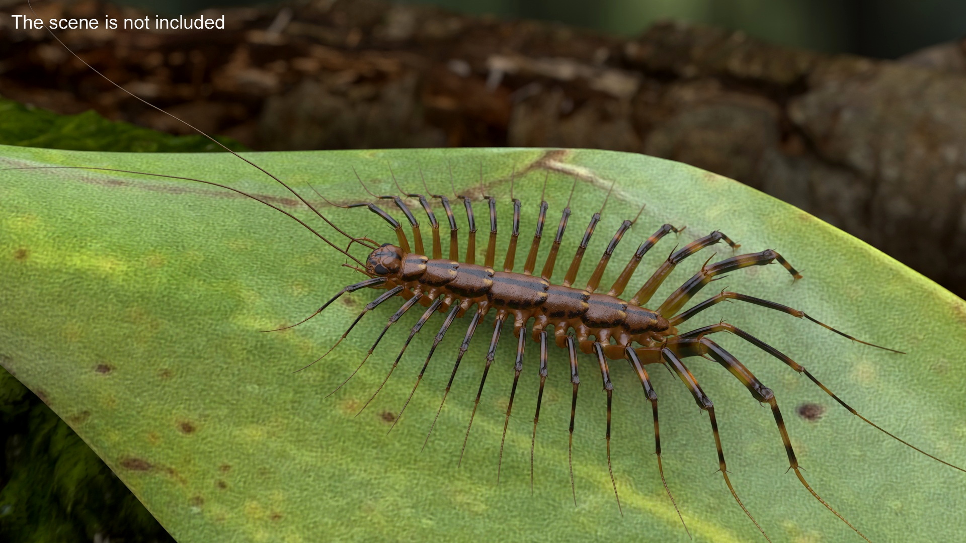 3D House Centipede Fur Rigged