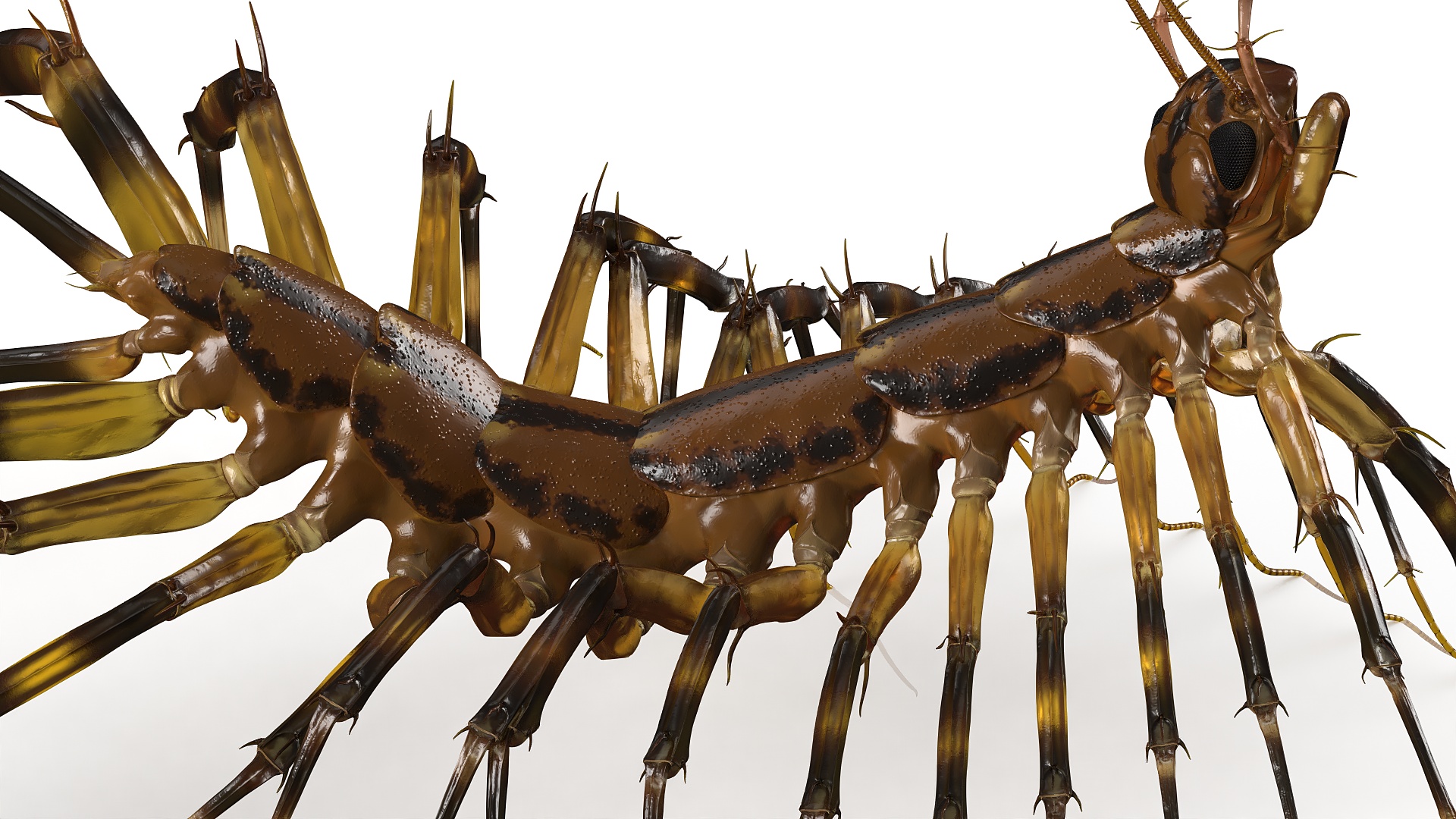 3D House Centipede Fur Rigged