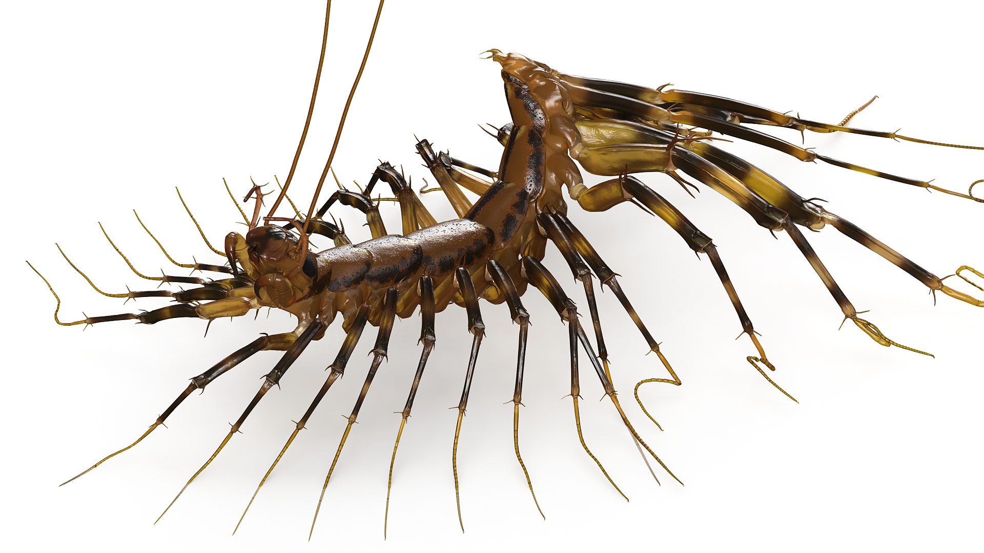 3D House Centipede Fur Rigged