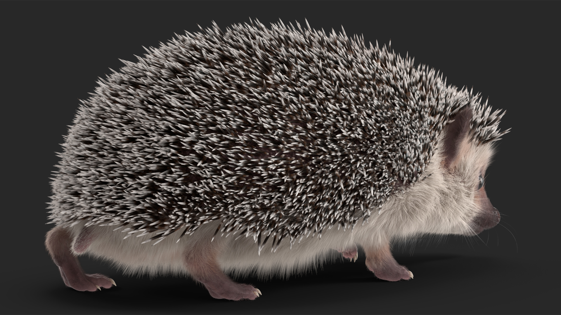 3D White Walk Hedgehog Fur model