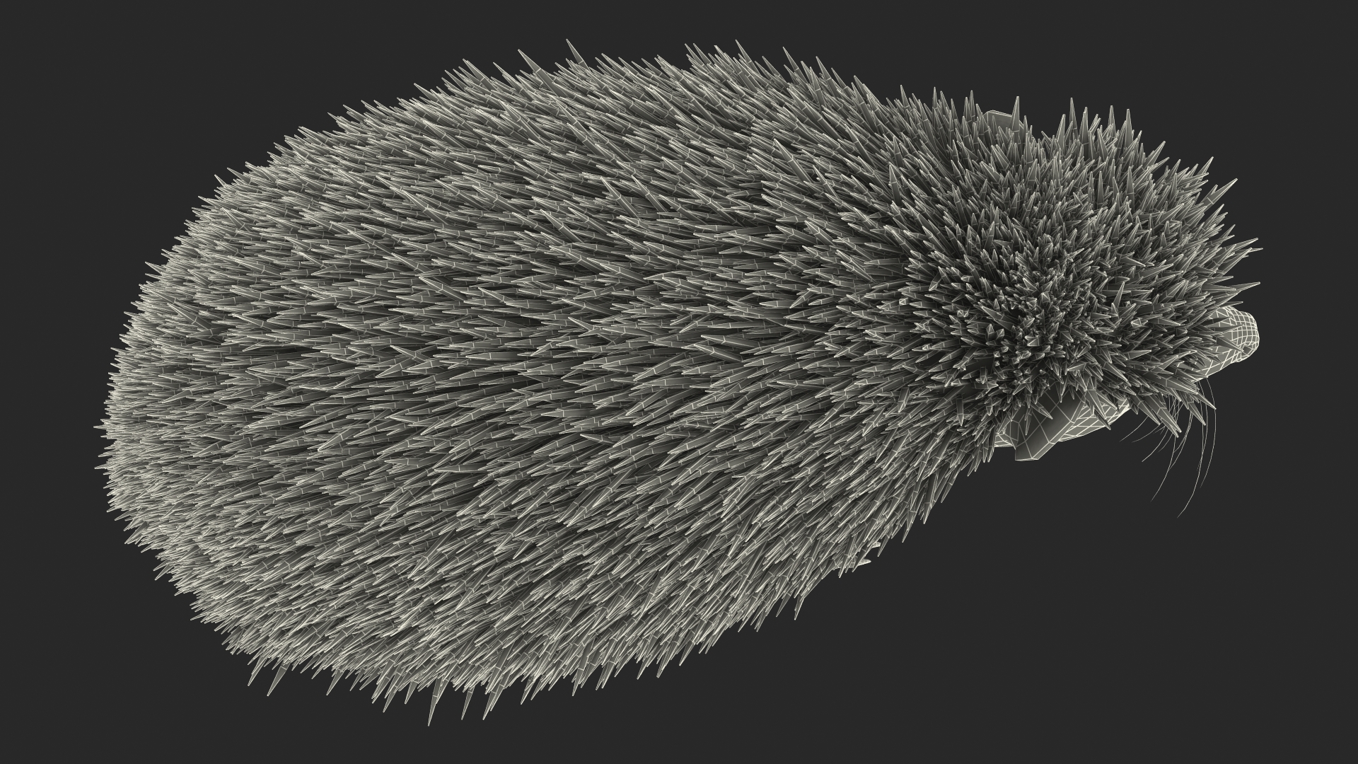 3D White Walk Hedgehog Fur model