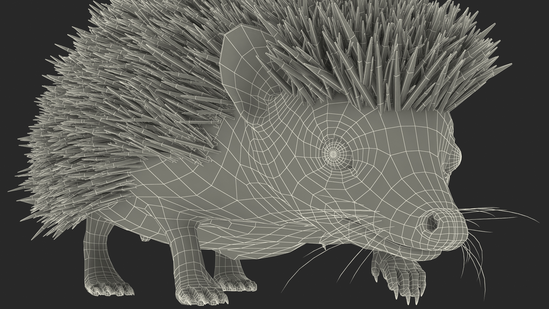 3D White Walk Hedgehog Fur model