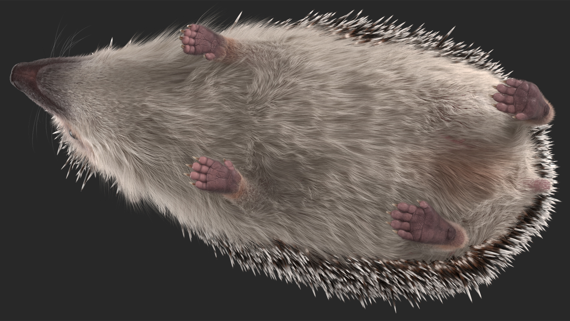 3D White Walk Hedgehog Fur model