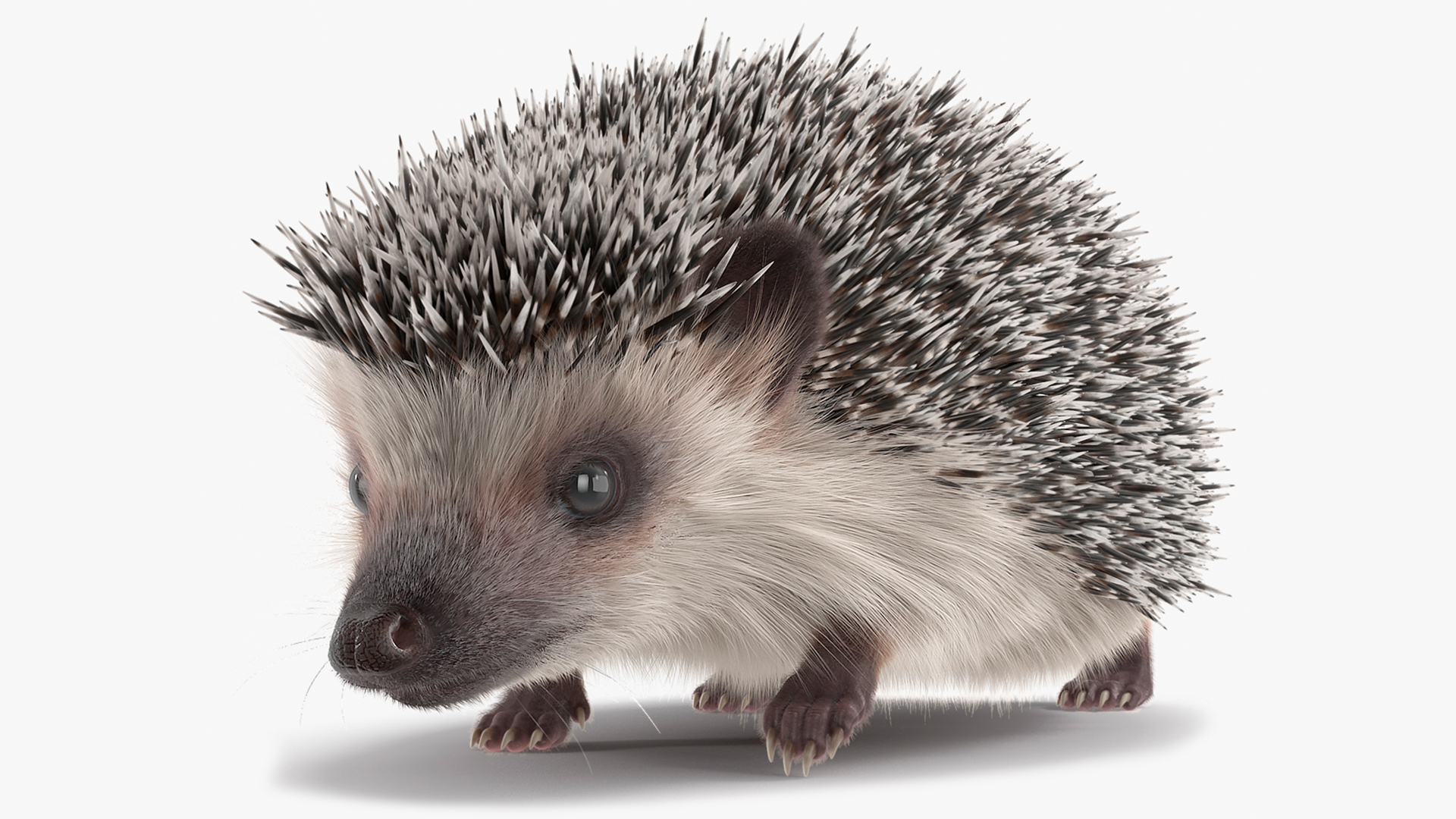 3D White Walk Hedgehog Fur model