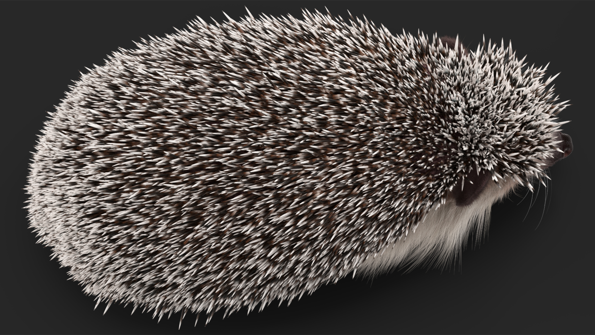 3D White Walk Hedgehog Fur model