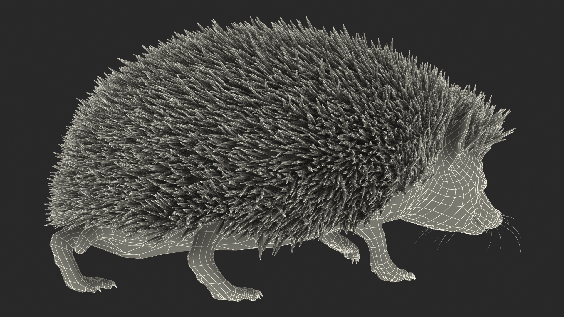 3D White Walk Hedgehog Fur model