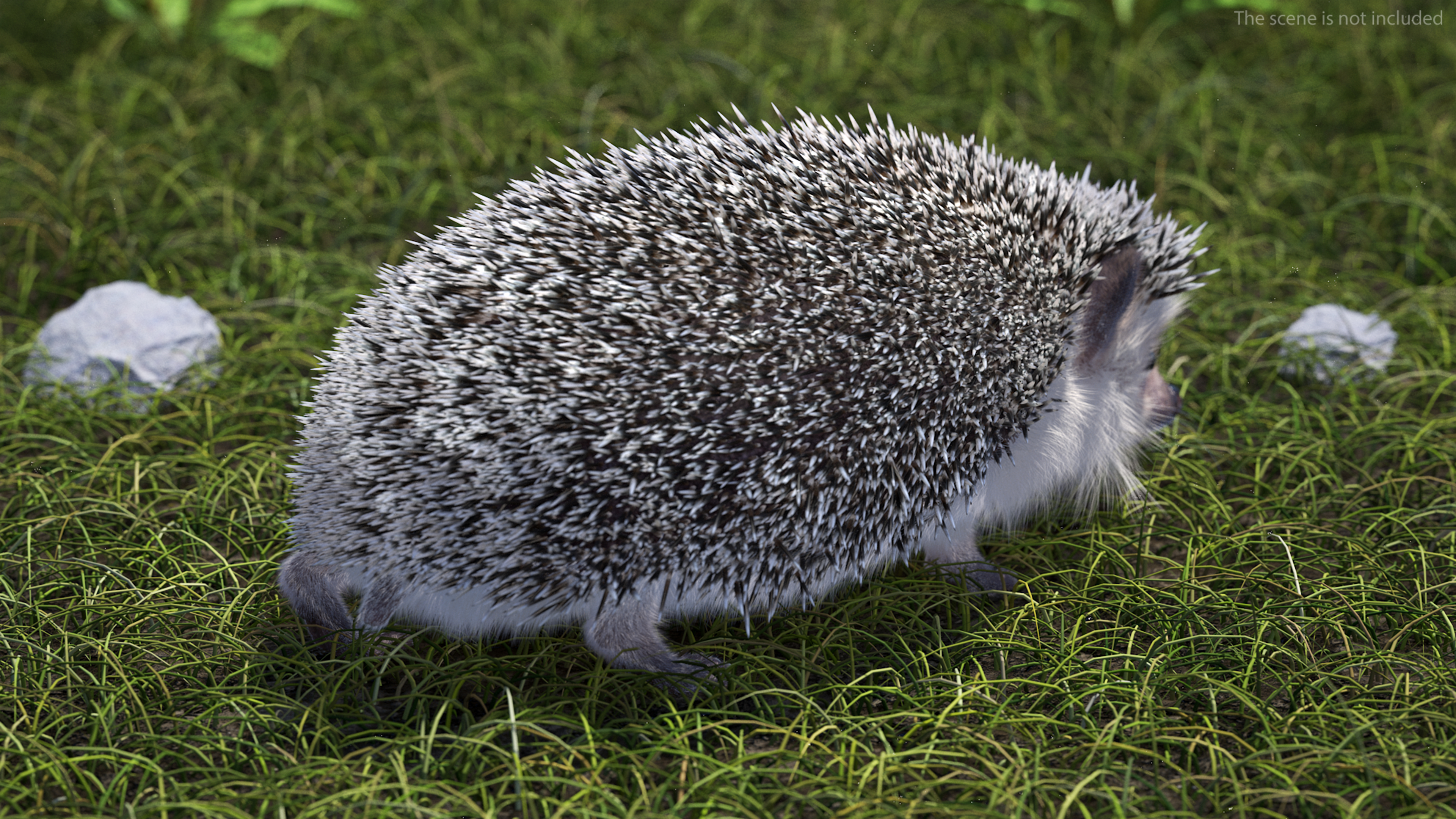 3D White Walk Hedgehog Fur model