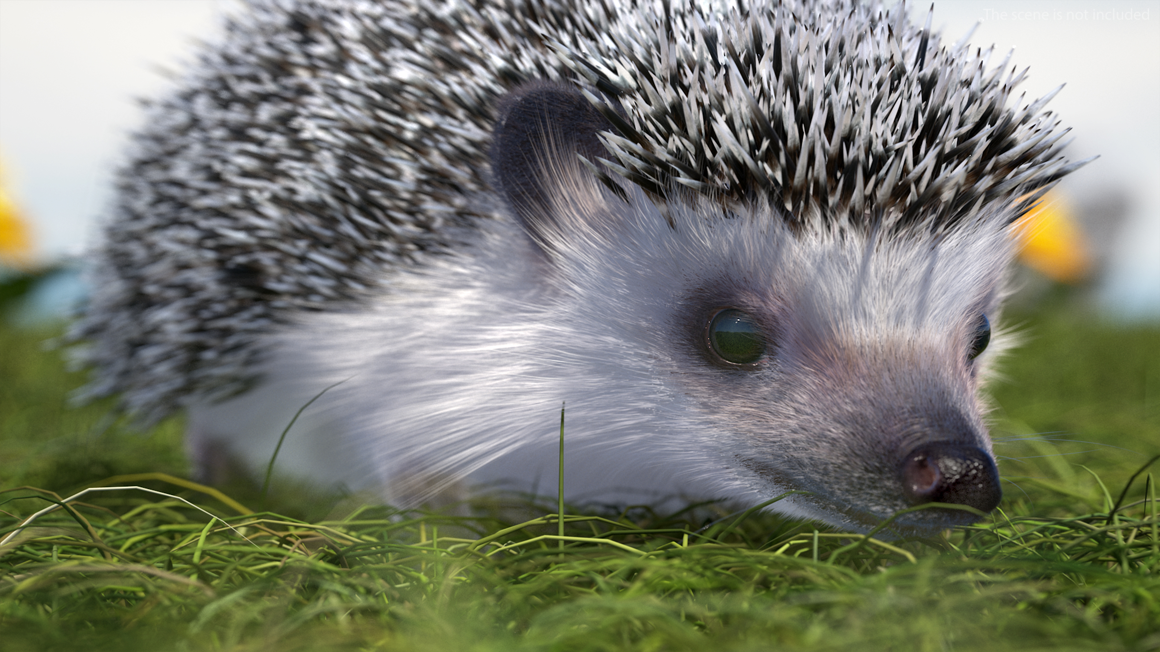 3D White Walk Hedgehog Fur model