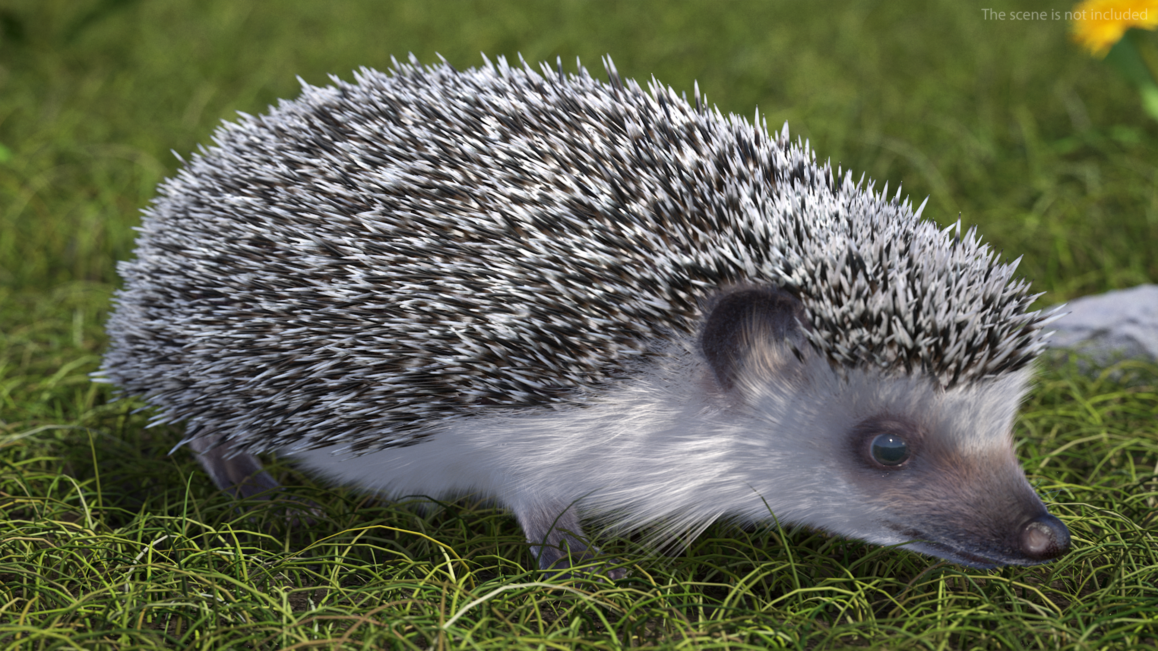 3D White Walk Hedgehog Fur model