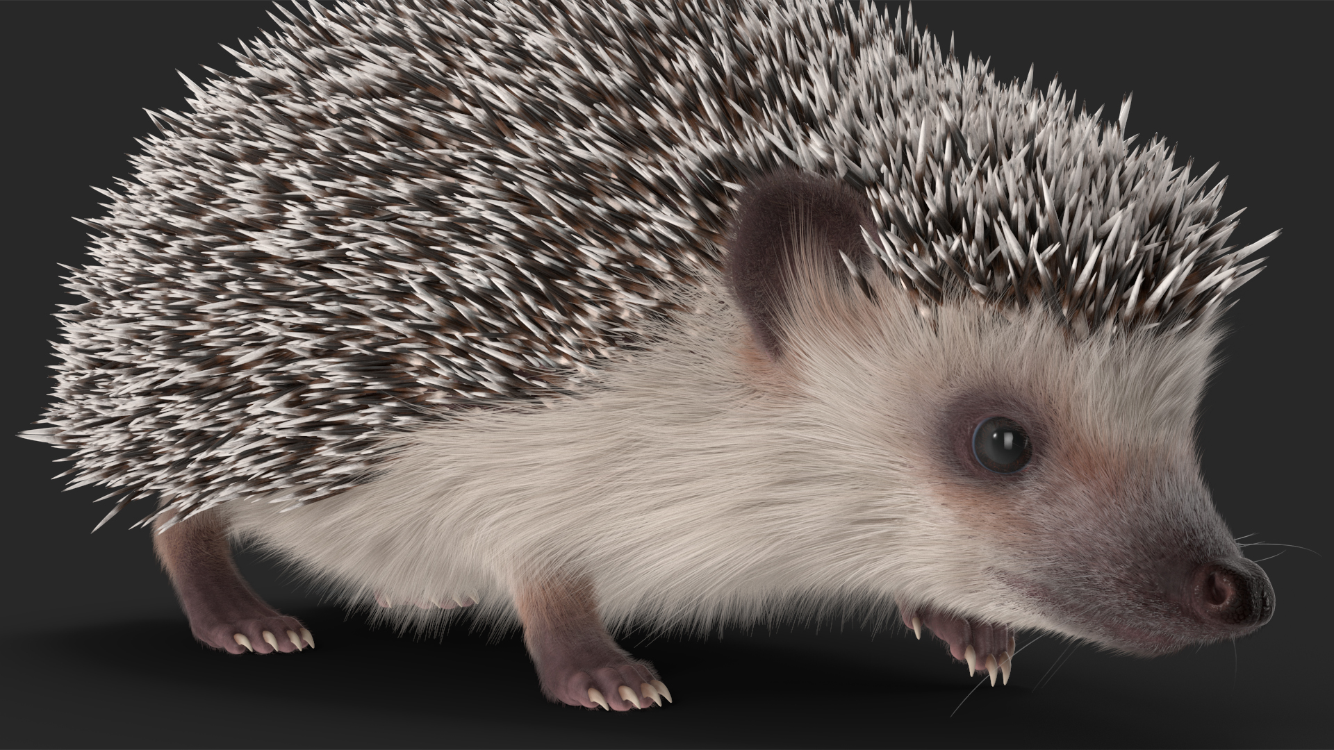 3D White Walk Hedgehog Fur model