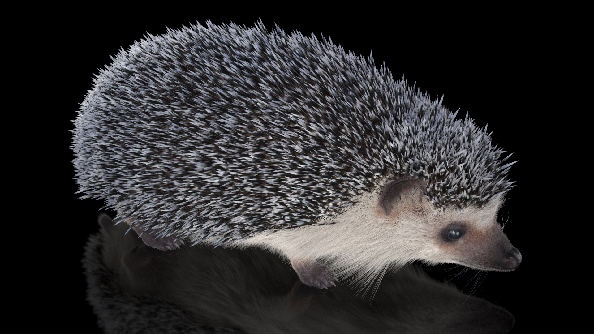 3D White Walk Hedgehog Fur model