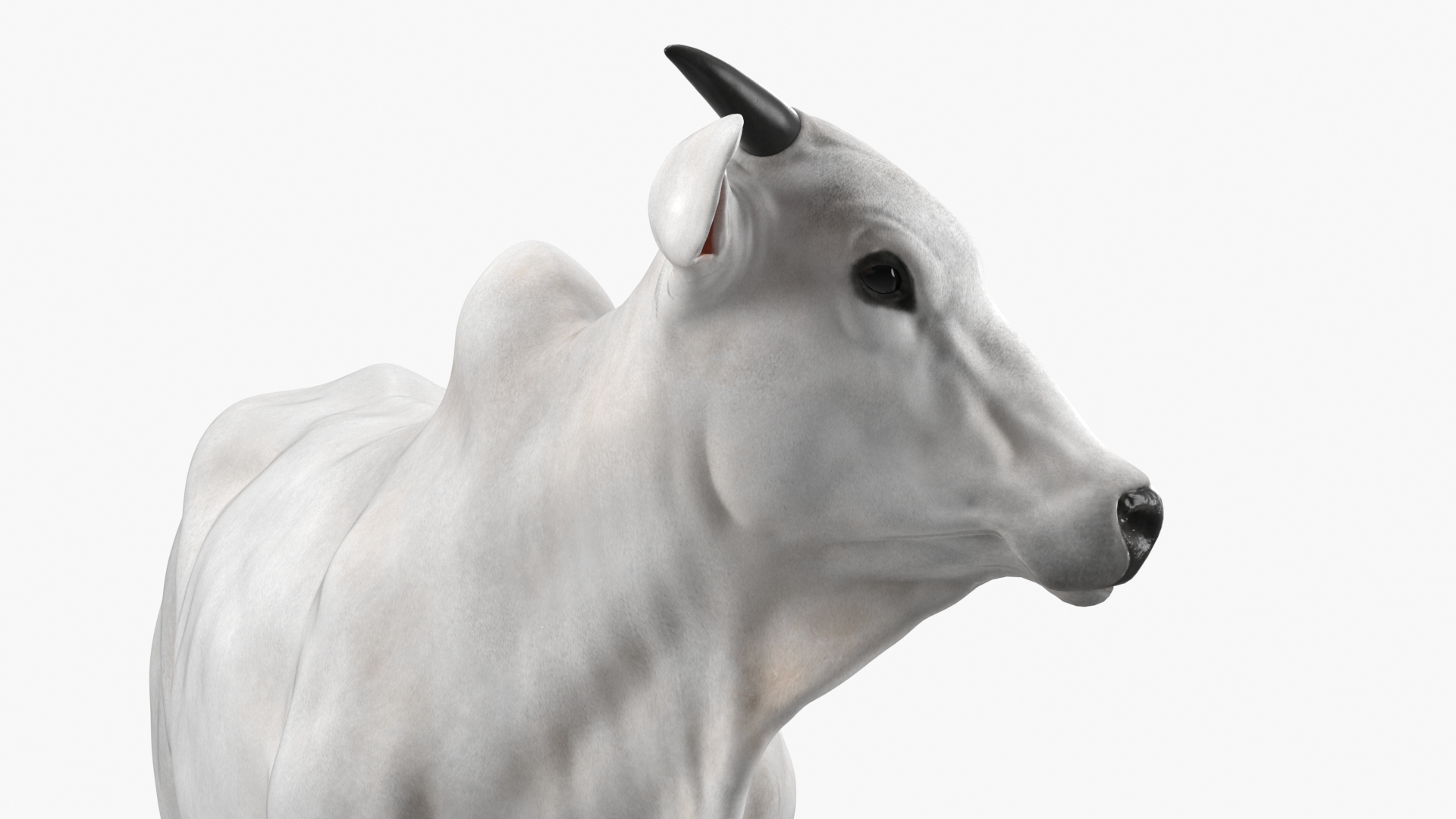 White Cow Male Looking 3D