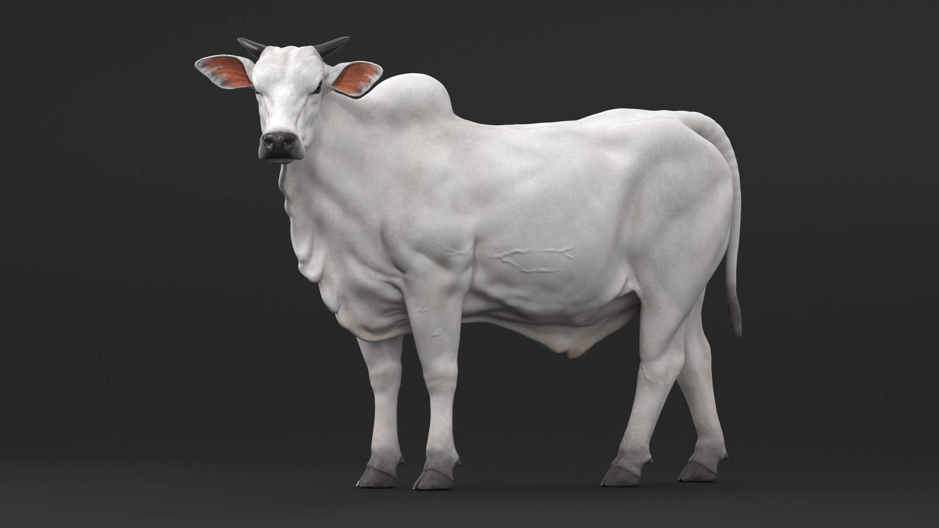 White Cow Male Looking 3D