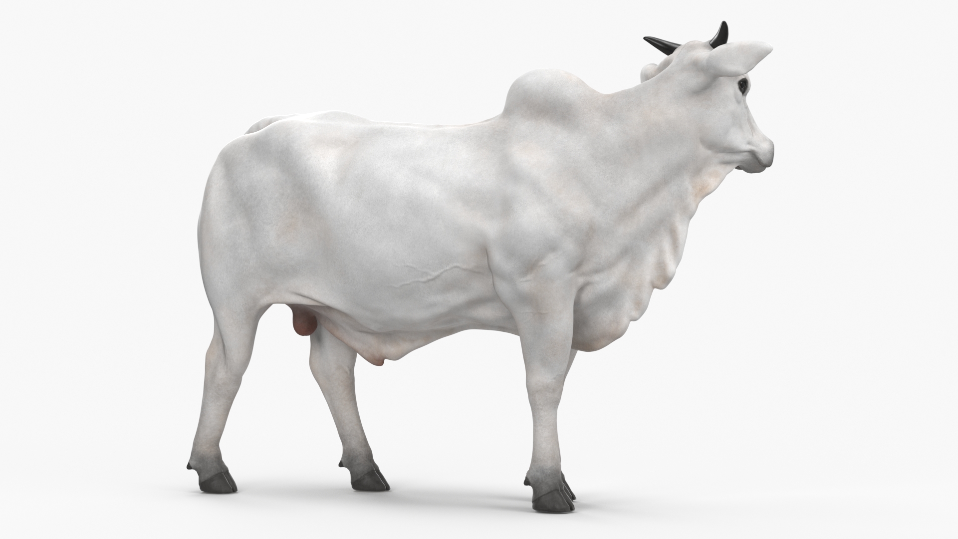 White Cow Male Looking 3D