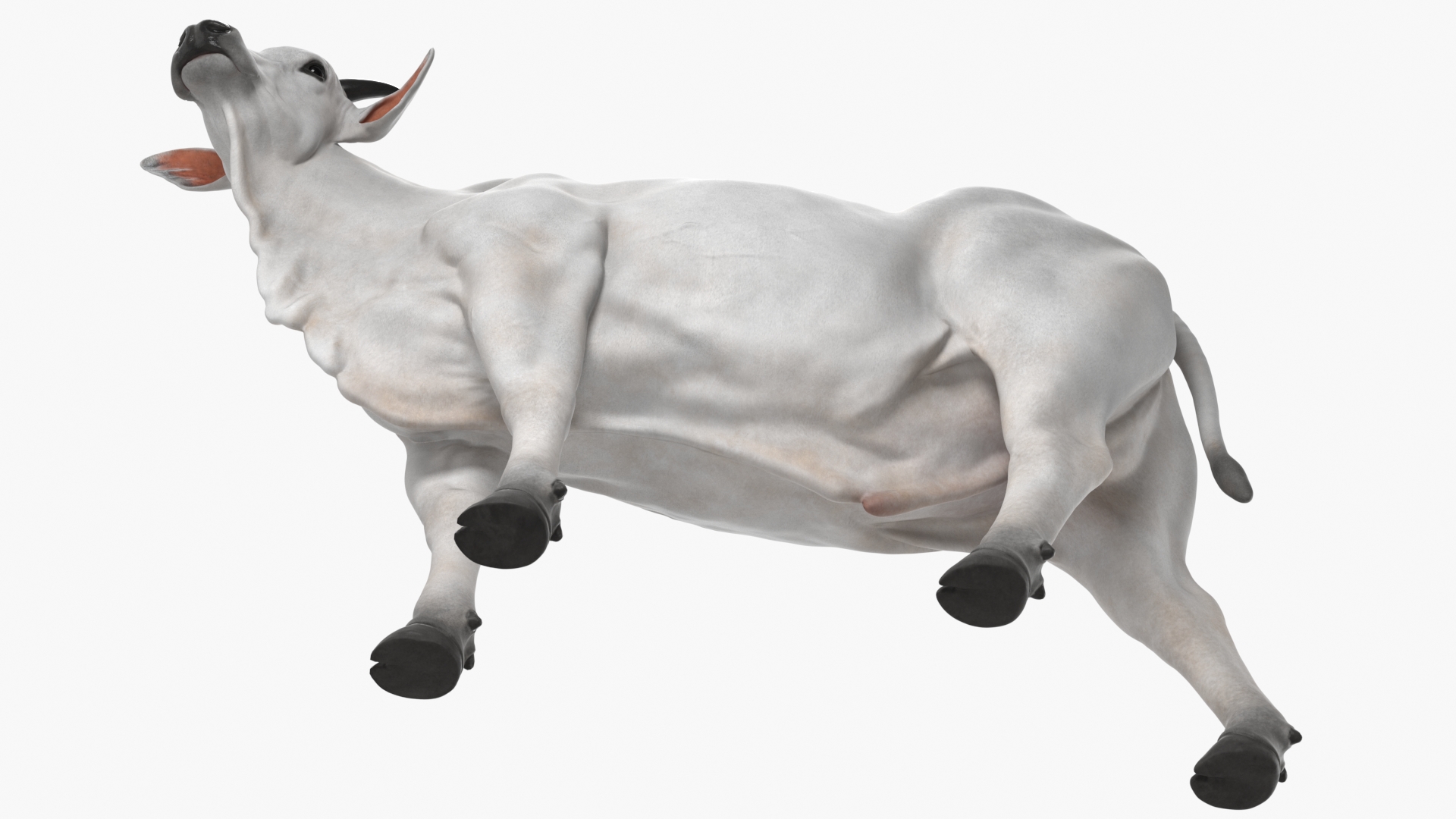 White Cow Male Looking 3D