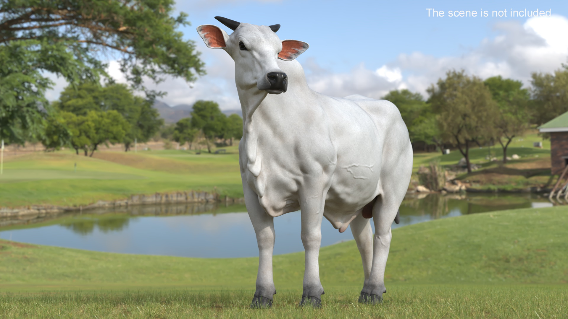 White Cow Male Looking 3D