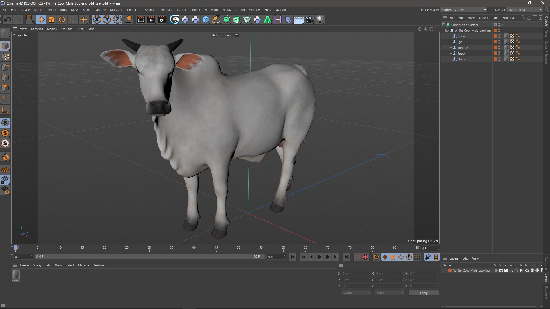 White Cow Male Looking 3D