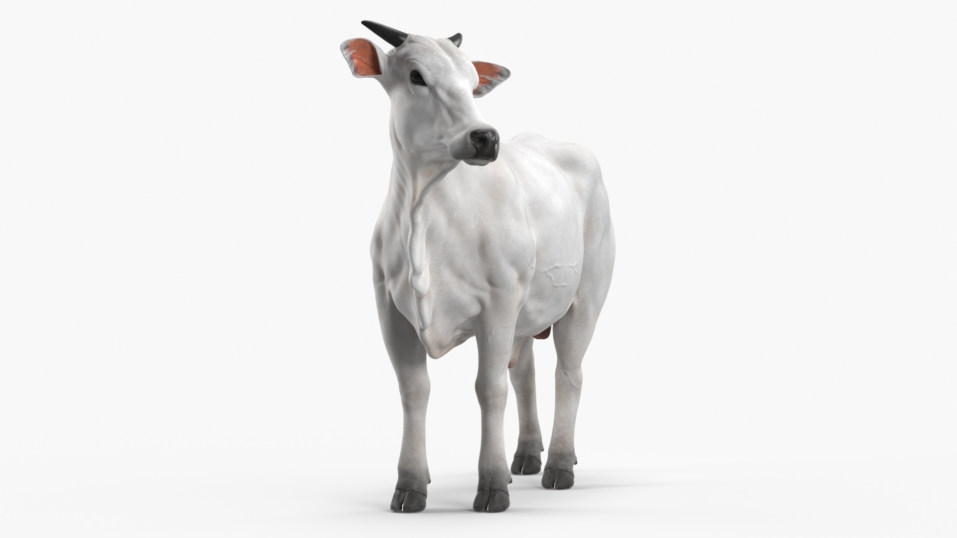 White Cow Male Looking 3D