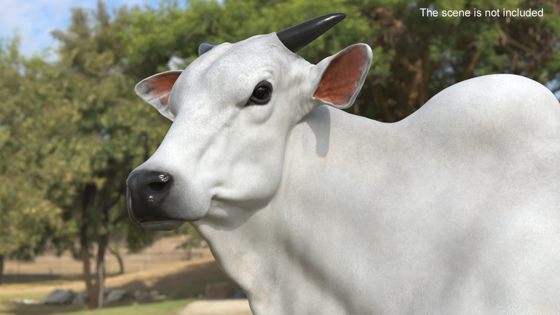 White Cow Male Looking 3D