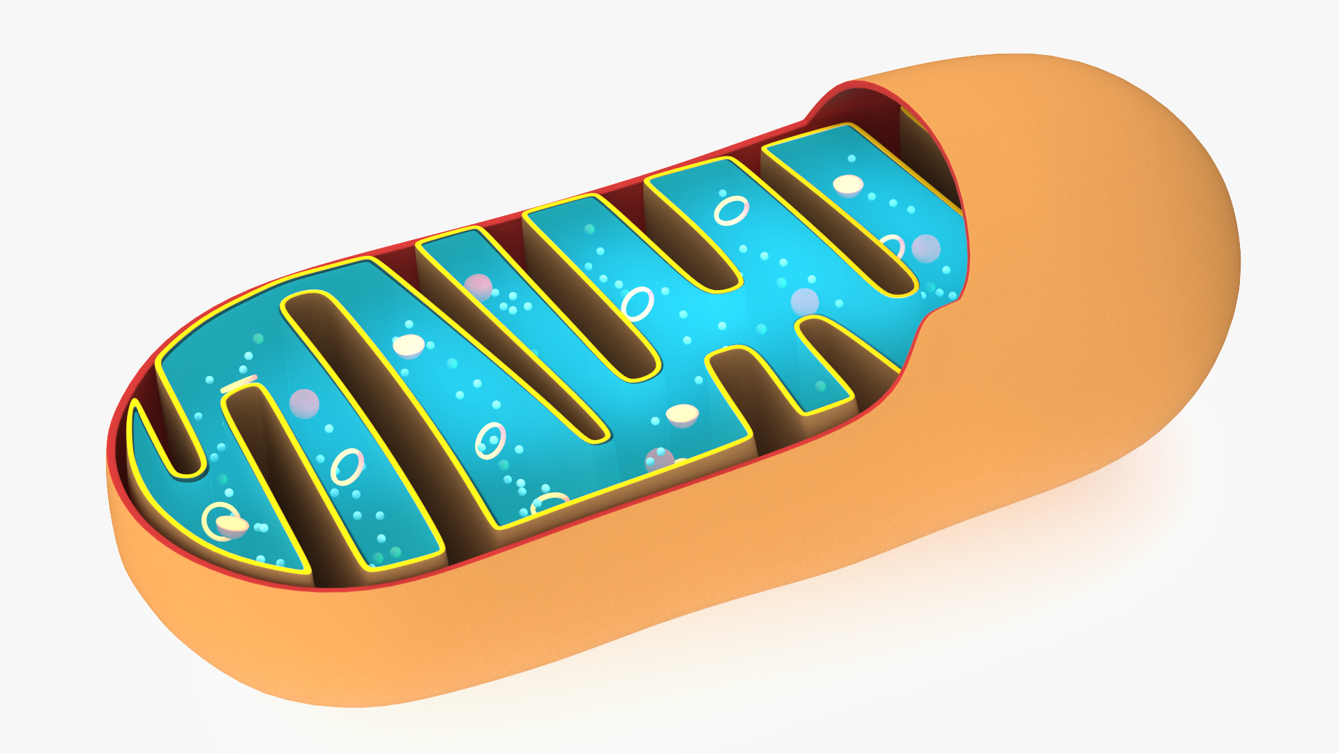 3D Mitochondrial Structure model