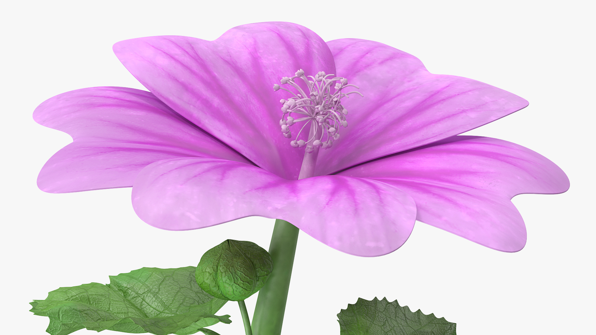 3D Mallow Flower model