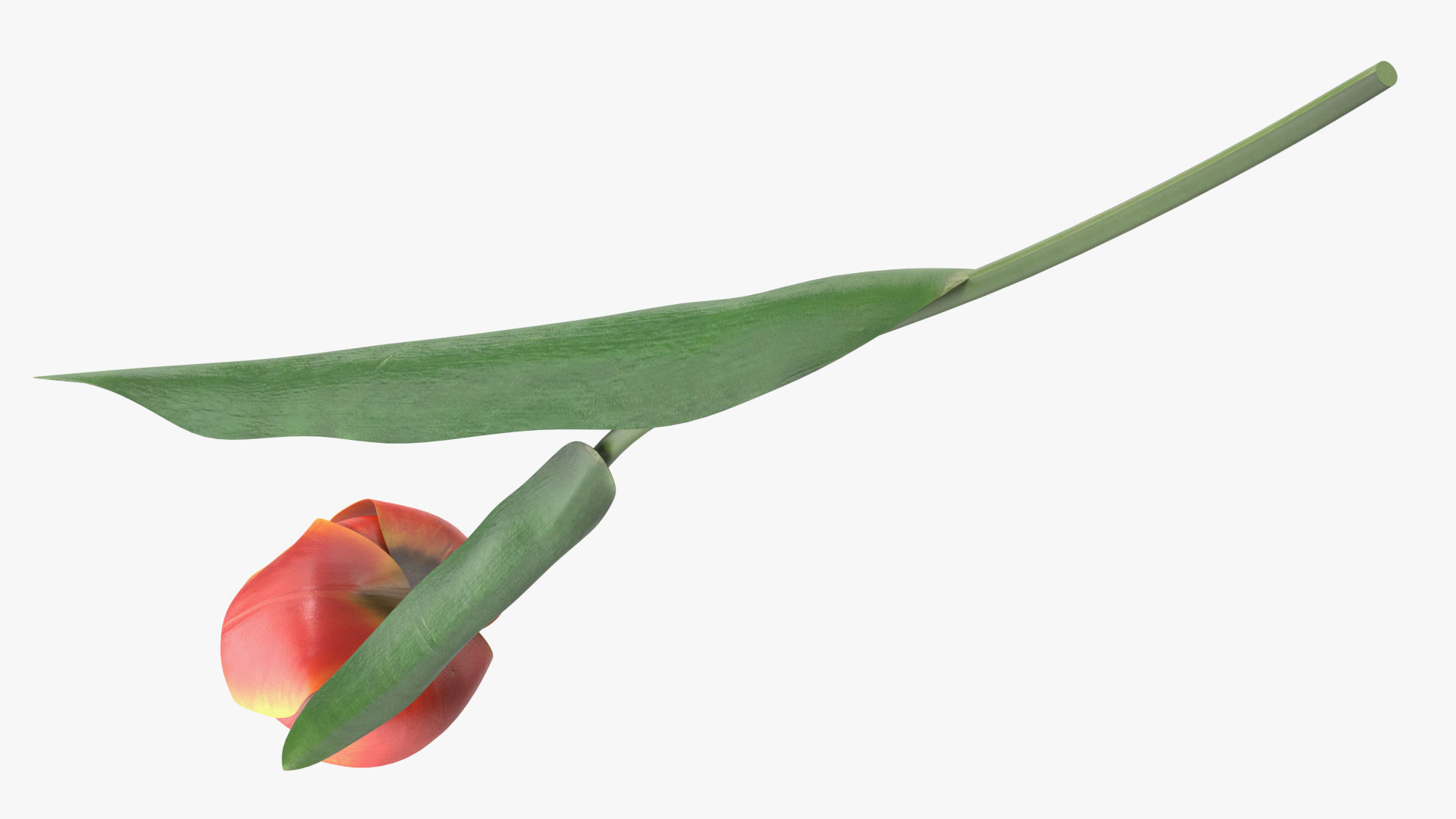 Red and Yellow Tulip Flower 3D