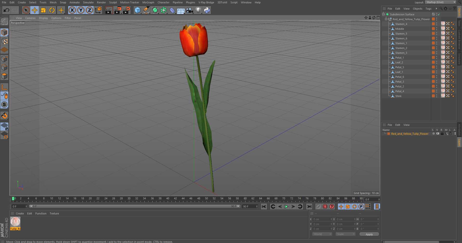 Red and Yellow Tulip Flower 3D