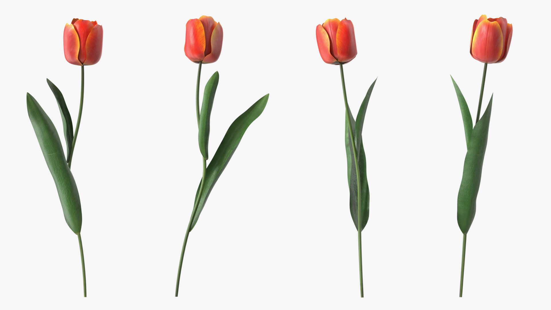 Red and Yellow Tulip Flower 3D