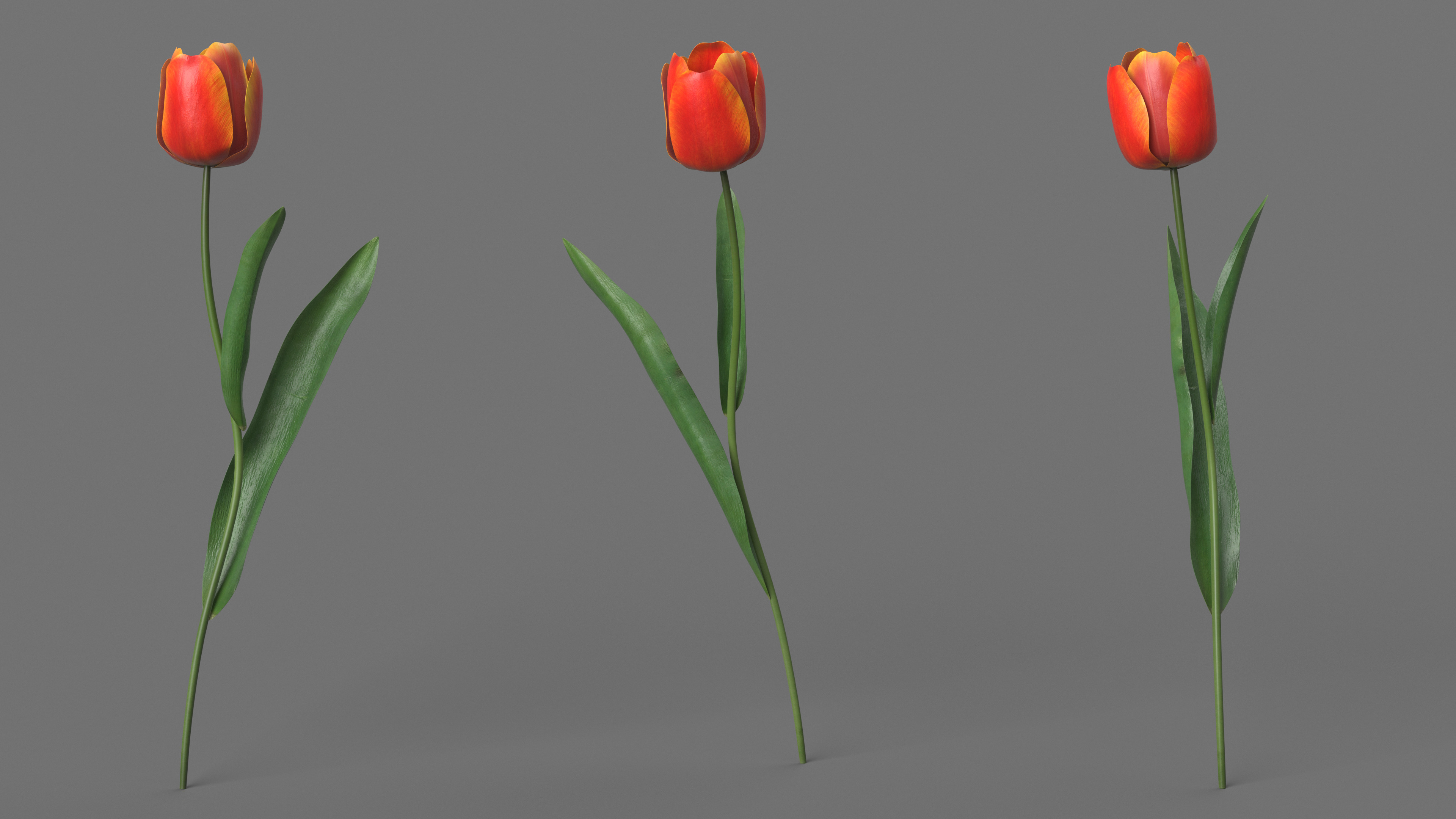 Red and Yellow Tulip Flower 3D