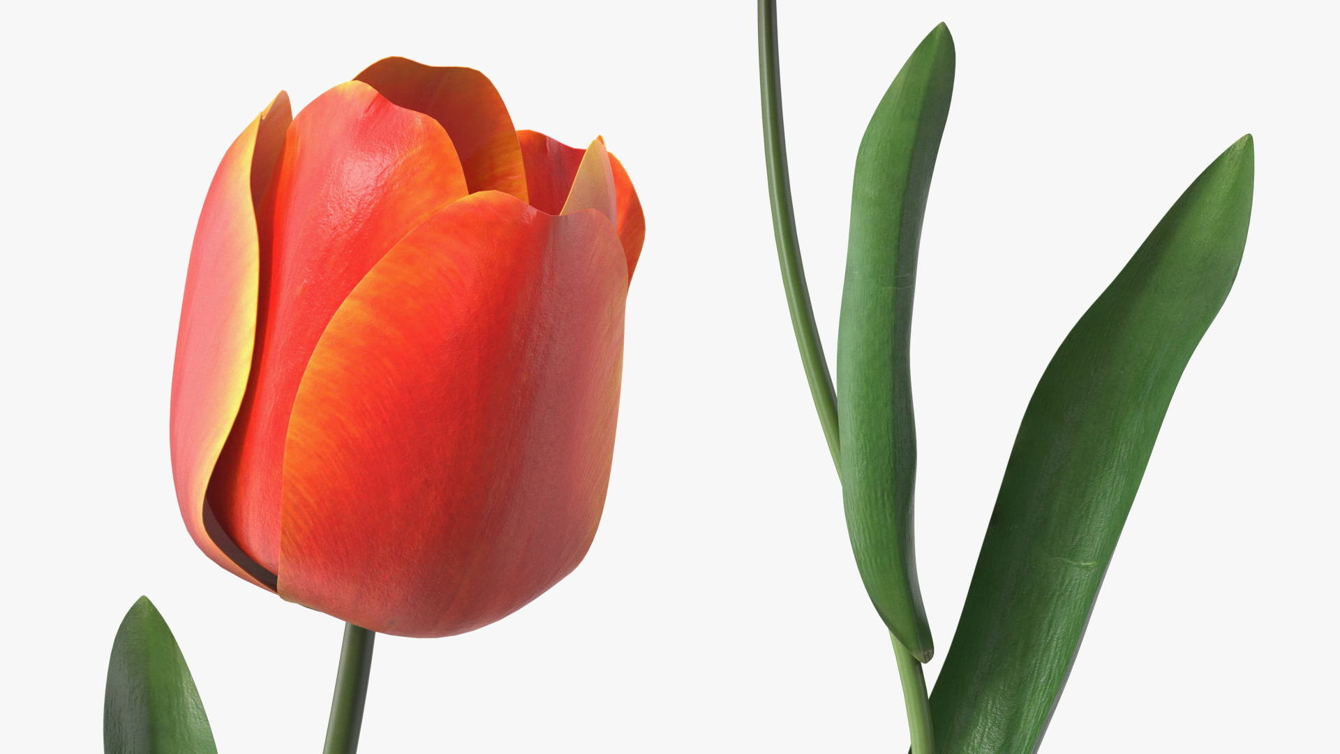 Red and Yellow Tulip Flower 3D