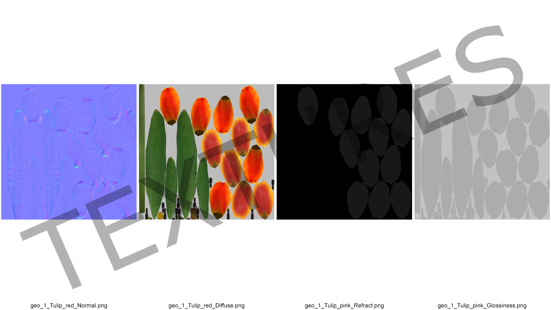 Red and Yellow Tulip Flower 3D